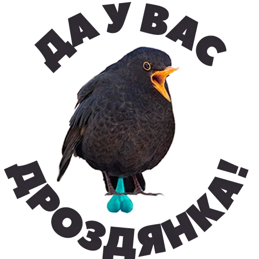 😑 Стикер «in DROZDeggs colour» для Telegram