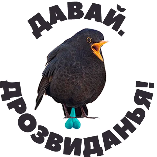 💃 Стикер «in DROZDeggs colour» для Telegram