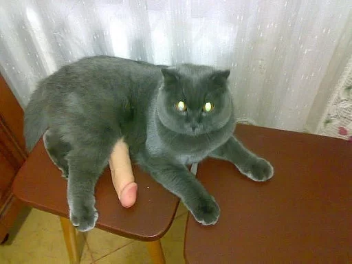 🐱 Стикер «INFOPIRATE» для Telegram