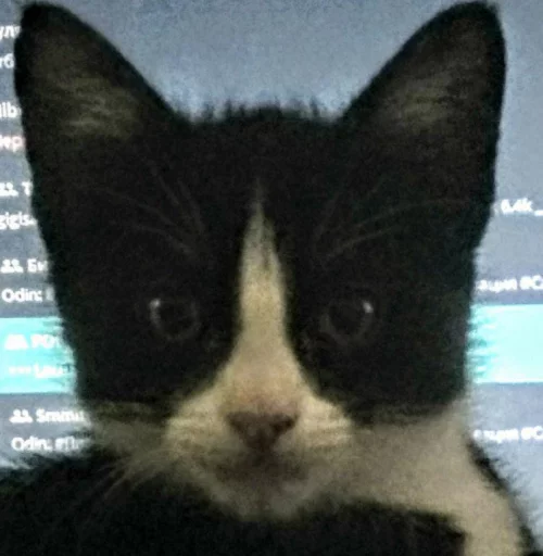😾 Стикер «INFOPIRATE» для Telegram