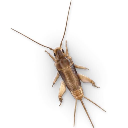 🦗 Стикер «Insects» для Telegram