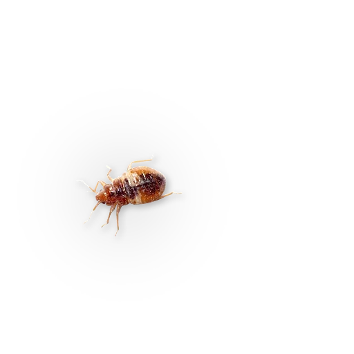 🐞 Стикер «Insects» для Telegram