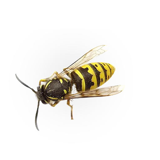 🐝 Стикер «Insects» для Telegram