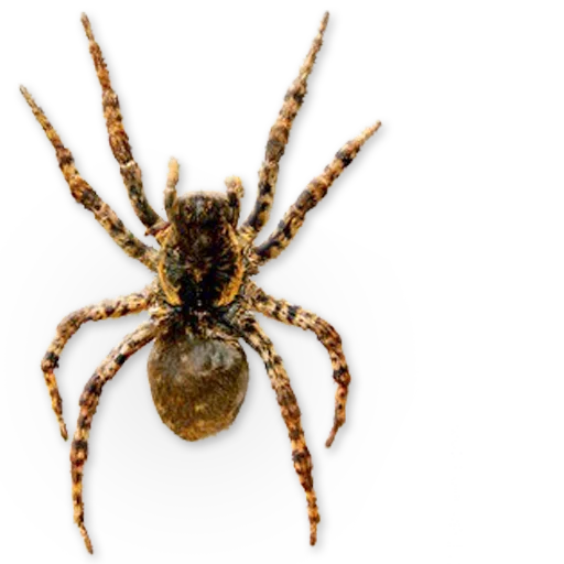 🕷 Стикер «Insects» для Telegram
