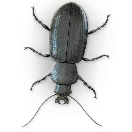 🐞 Стикер «Insects» для Telegram