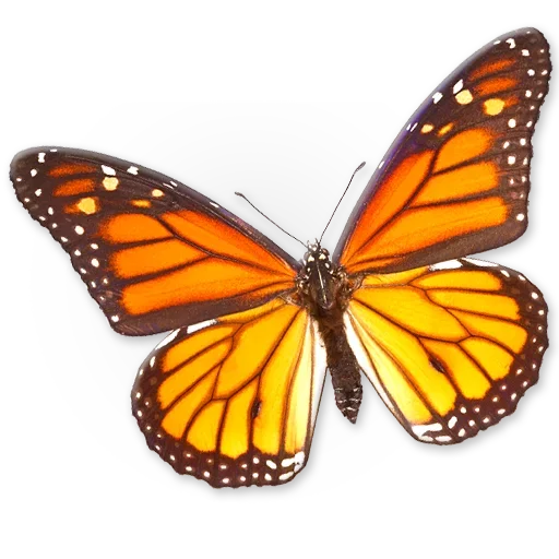 🦋 Стикер «Insects» для Telegram