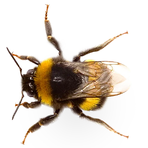 🐝 Стикер «Insects» для Telegram