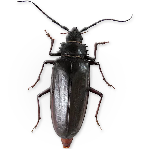 🕷 Стикер «Insects» для Telegram