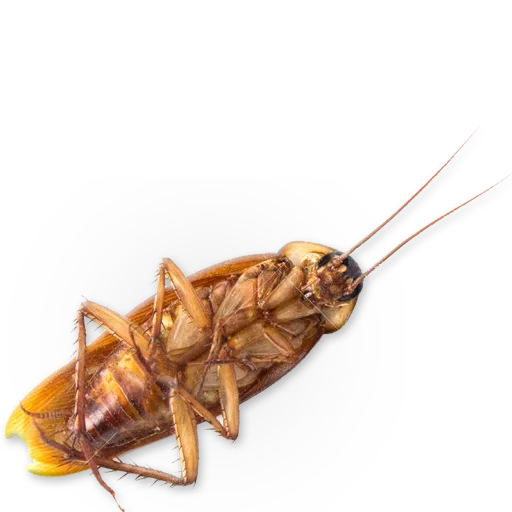 🐞 Стикер «Insects» для Telegram