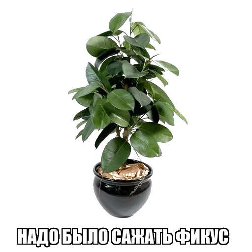🔴 Стикер «Надо было ставить Linux» для Telegram