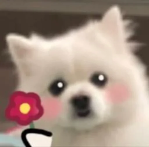 🌺 Стикер «Inudog» для Telegram