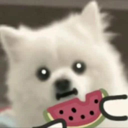 🍉 Стикер «Inudog» для Telegram