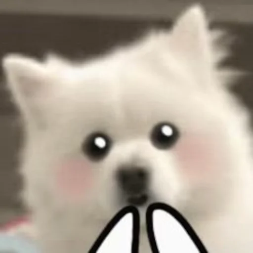 🤩 Стикер «Inudog» для Telegram