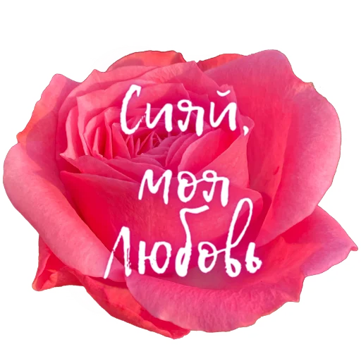💫 Стикер «Единство» для Telegram