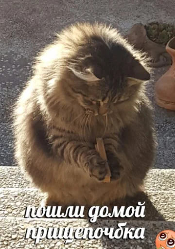 🥺 Стикер «IpCatMeme» для Telegram