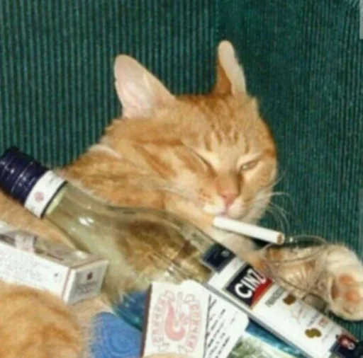 🍾 Стикер «IpCatMeme» для Telegram