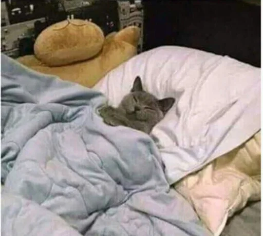 😴 Стикер «IpCatMeme» для Telegram