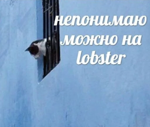 🤷‍♂️ Стикер «IpCatMeme» для Telegram
