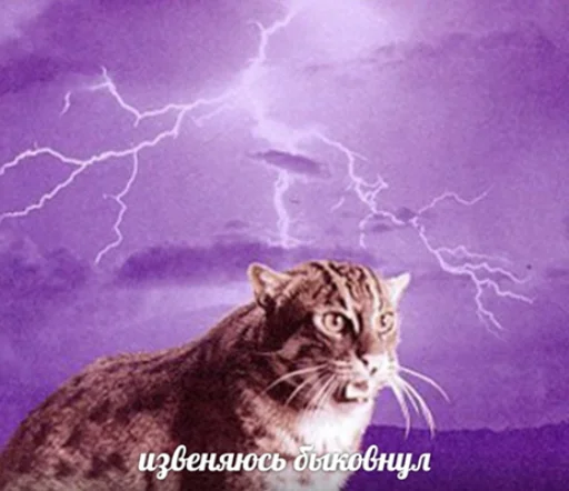 🤝 Стикер «IpCatMeme» для Telegram