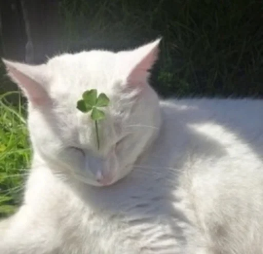 🍀 Стикер «IpCatMeme» для Telegram