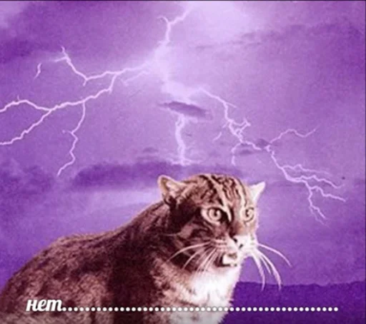 ❌ Стикер «IpCatMeme» для Telegram