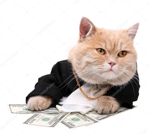 💸 Стикер «IpCatMeme» для Telegram