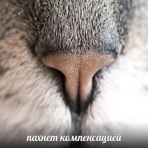 👃 Стикер «IpCatMeme» для Telegram
