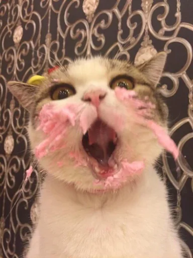 🥵 Стикер «IpCatMeme» для Telegram