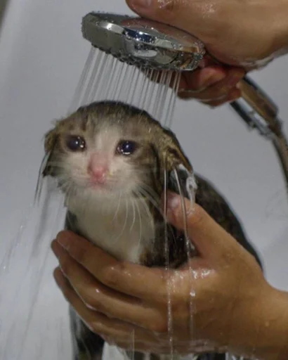 😿 Стикер «IpCatMeme» для Telegram