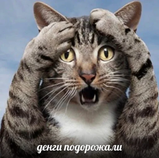 📈 Стикер «IpCatMeme» для Telegram
