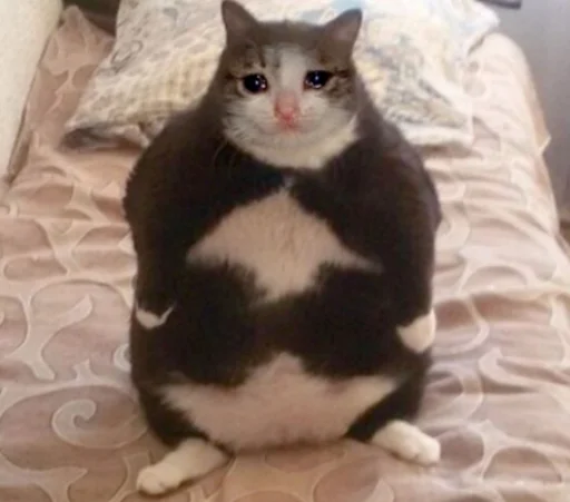 😿 Стикер «IpCatMeme» для Telegram