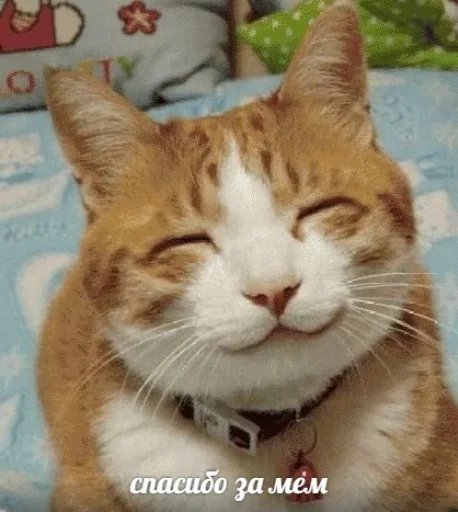 😻 Стикер «IpCatMeme» для Telegram