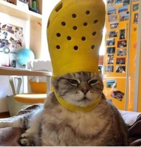 🫡 Стикер «IpCatMeme» для Telegram