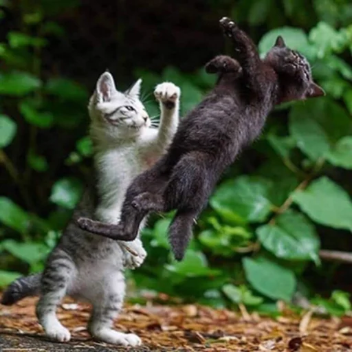 ✊ Стикер «IpCatMeme» для Telegram