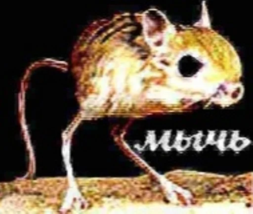 🐀 Стикер «IpCatMeme» для Telegram