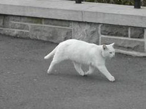 😺 Стикер «IpCatMeme» для Telegram