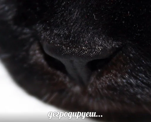 🤪 Стикер «IpCatMeme» для Telegram