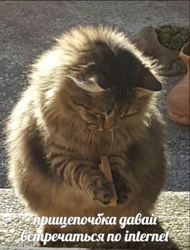 📡 Стикер «IpCatMeme» для Telegram