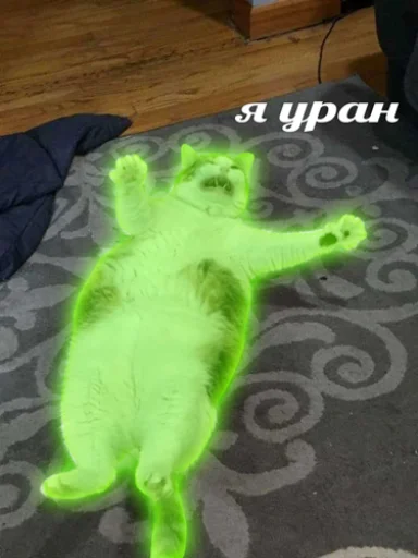🟩 Стикер «IpCatMeme» для Telegram
