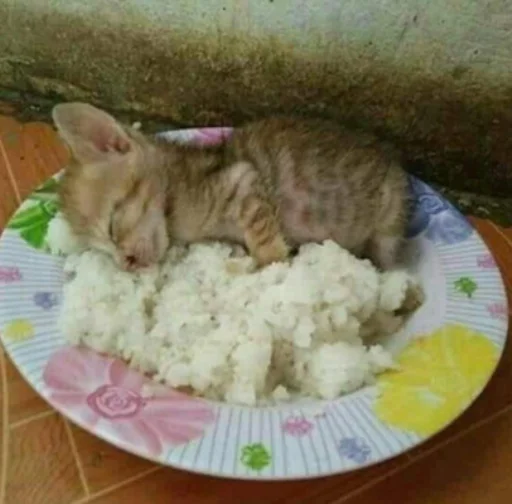 🍚 Стикер «IpCatMeme» для Telegram
