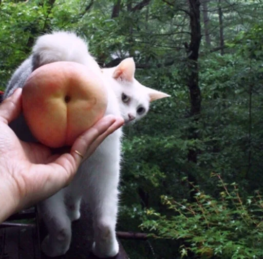 🍑 Стикер «IpCatMeme» для Telegram