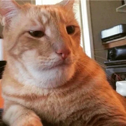 😼 Стикер «IpCatMeme» для Telegram