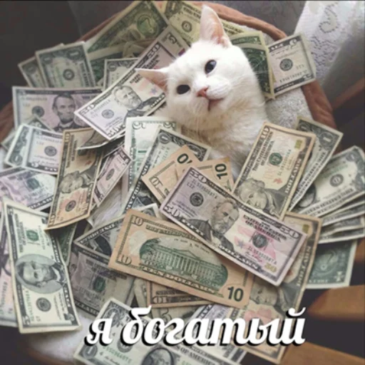 🤑 Стикер «IpCatMeme» для Telegram
