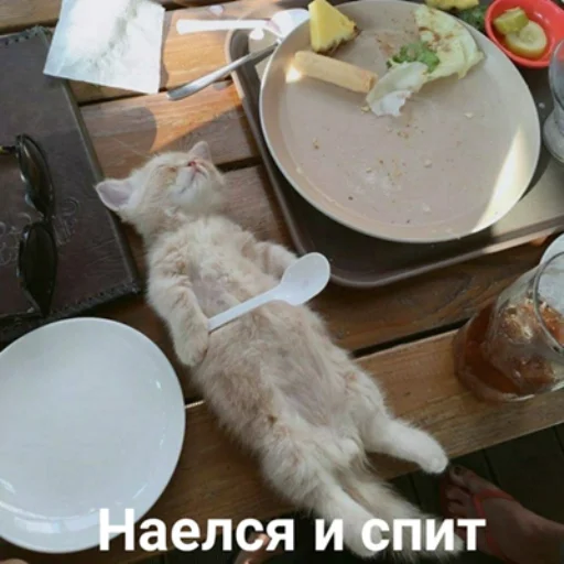 😴 Стикер «IpCatMeme» для Telegram