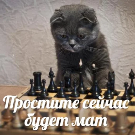 🤬 Стикер «IpCatMeme» для Telegram