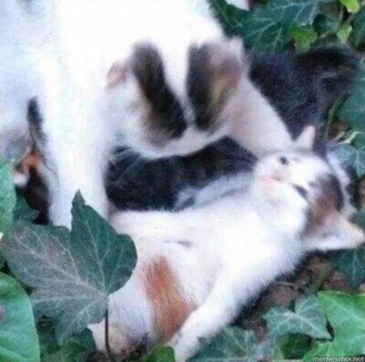 😵 Стикер «IpCatMeme» для Telegram