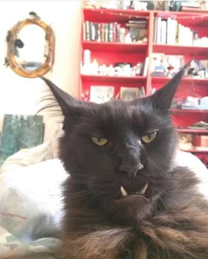 😒 Стикер «IpCatMeme» для Telegram