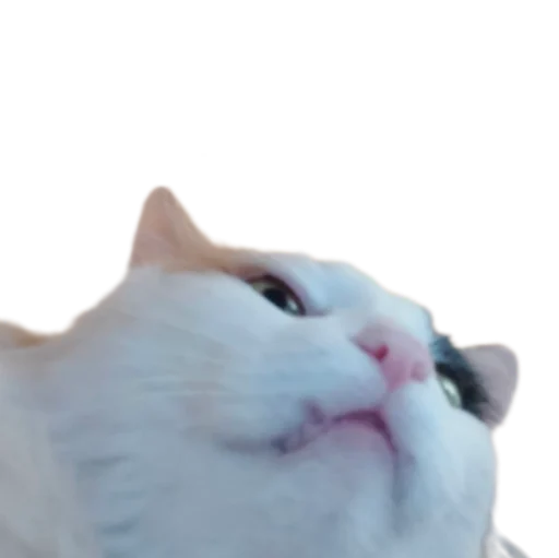🥸 Стикер «Иринарх» для Telegram