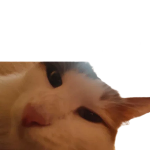 😤 Стикер «Иринарх» для Telegram