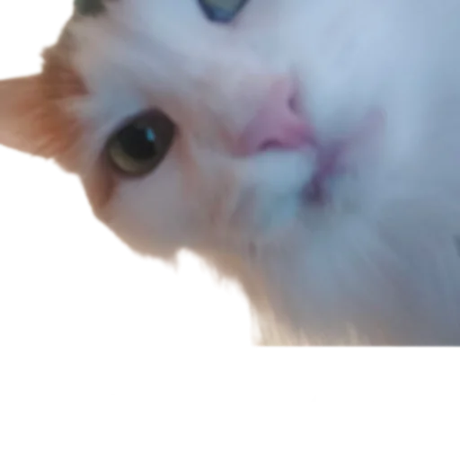 😏 Стикер «Иринарх» для Telegram